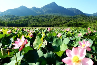 "Trốn" dịch, tìm về thiên nhiên bình yên ở cánh đồng sen lớn nhất xứ Quảng