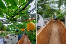 Ông bố đảm vác vật liệu lên sân thượng, xây bồn trồng đủ loại rau trái