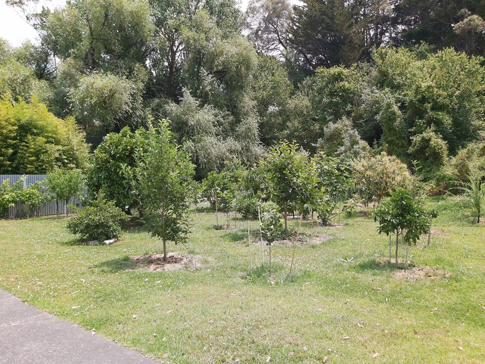 Chiêm ngưỡng khu vườn ngập rau xanh và cây trái của người đàn ông ở New Zealand - 1 Chiêm ngưỡng khu vườn ngập rau xanh và cây trái của người đàn ông ở New Zealand - 1