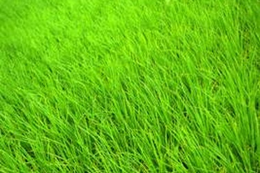 Trận mưa “vàng” cho đồng bằng Bắc bộ