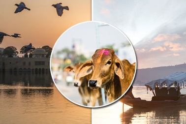 Nơi bạn có thể đi tù vì… một miếng thịt bò