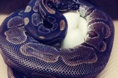 Trăn 62 tuổi đẻ trứng sau 15 năm không gần gũi với trăn đực