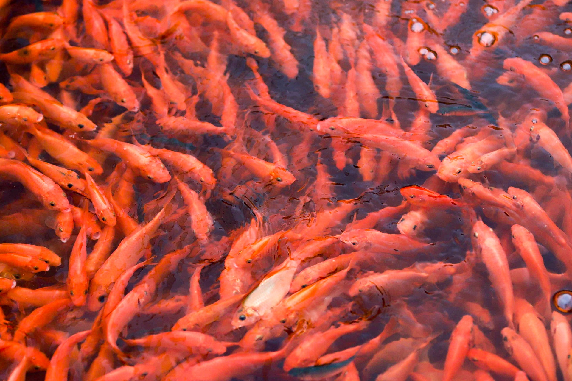 Làng nghề sản xuất phương tiện cho ông Công, ông Táo hối hả thu hoạch - 1