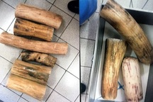 Người phụ nữ Hà Nội chế tác ngà voi bán kiếm lời