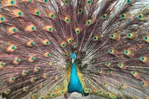 Rục rịch săn chim quý "nghìn đô" làm đặc sản biếu Tết