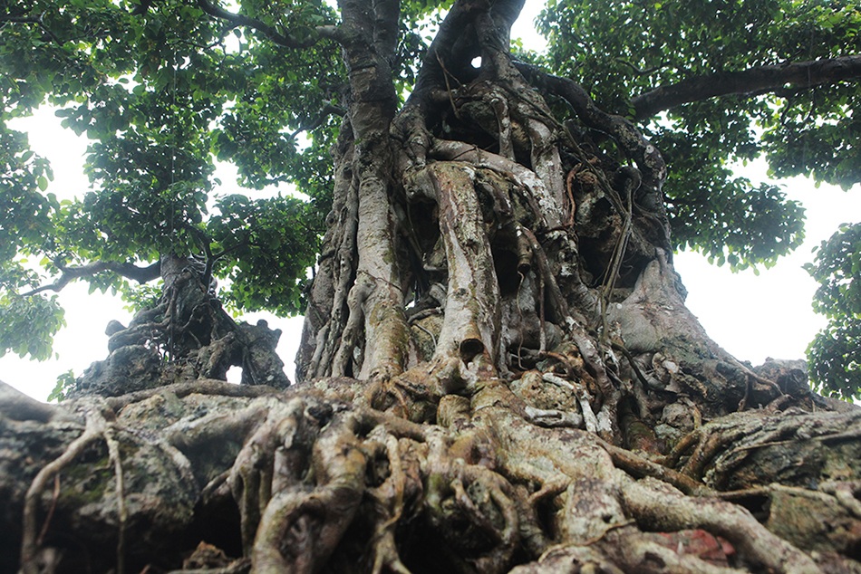 Choáng ngợp cây sanh lá móng cổ thụ giá chục tỷ ở Hà Nội - 8 Choáng ngợp cây sanh lá móng cổ thụ giá chục tỷ ở Hà Nội - 8