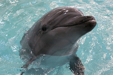 Nga có thể cử chiến binh cá heo làm nhiệm vụ đặc biệt ở Biển Đen