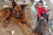 Tiết lộ thêm về bé trai đi lạc và "cậu vàng" bảo vệ chủ suốt đêm