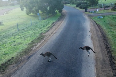 Australia dựng hàng rào ảo ngăn kangaroo lao ra đường