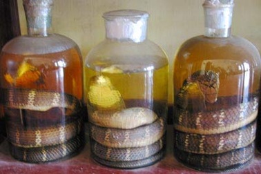 Để rượu thuốc đích thực là thuốc quý