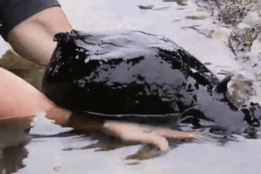 Giật mình phát hiện sinh vật đen sì nhầy nhụa như đến từ "hành tinh khác"