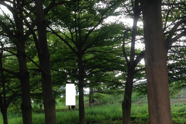 Phát hiện thi thể nam thanh niên treo trên cây