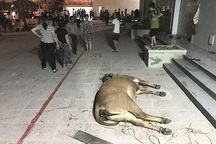 Người dân mang bò chết lên vây chung cư