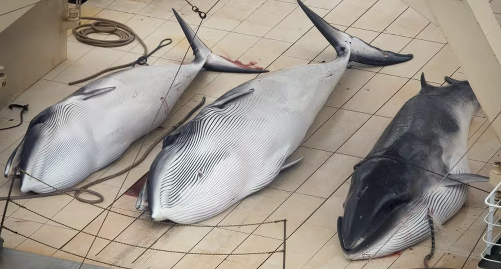 Vì sao nhiều quốc gia vẫn săn bắt cá voi dù bị dư luận thế giới lên án? - 6