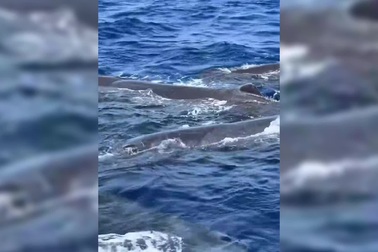 Đàn cá nhà táng vây quanh thuyền của ngư dân Khánh Hòa