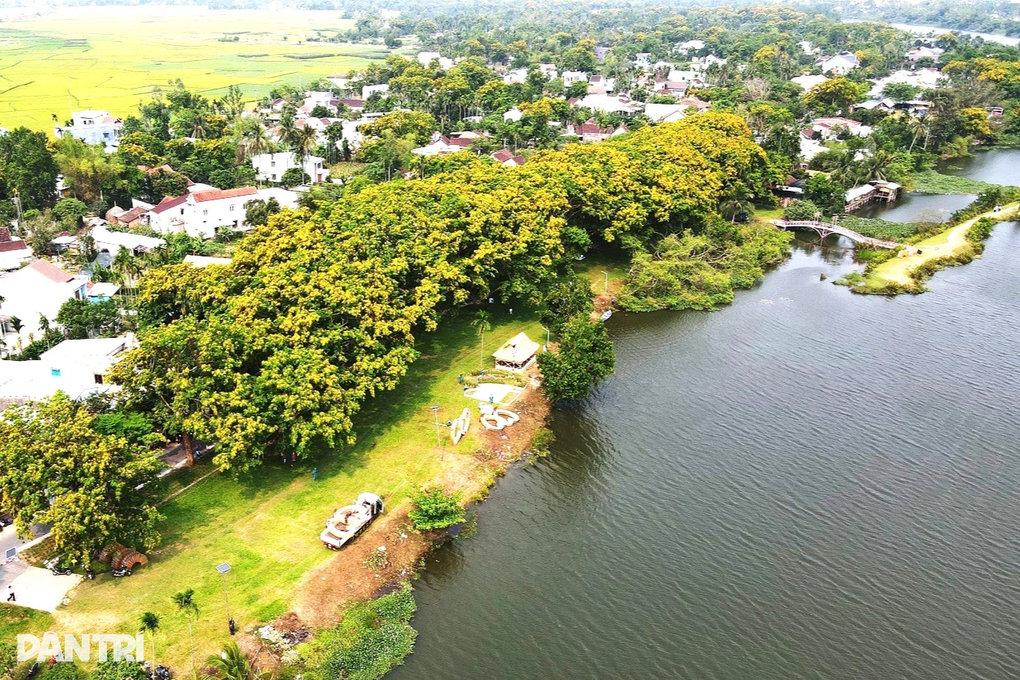 Vườn hoa sưa trăm tuổi níu chân du khách - 9 Vườn hoa sưa trăm tuổi níu chân du khách - 9