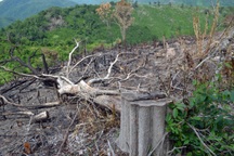 Hàng chục hecta rừng phòng hộ ở Phú Yên bị chặt sạch, phá sạch!