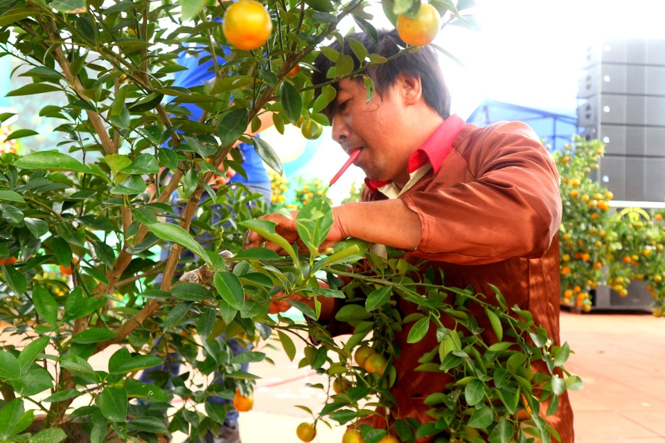 Độc đáo ngày hội quất cảnh tại thủ phủ quất Hội An - 10 Độc đáo ngày hội quất cảnh tại thủ phủ quất Hội An - 10
