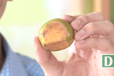 Tại sao khi cắt hoa quả để một thời gian lại bị thâm đen?