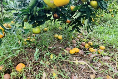 Người dân bất lực nhìn hàng chục tấn cam rụng tả tơi sau mưa lũ