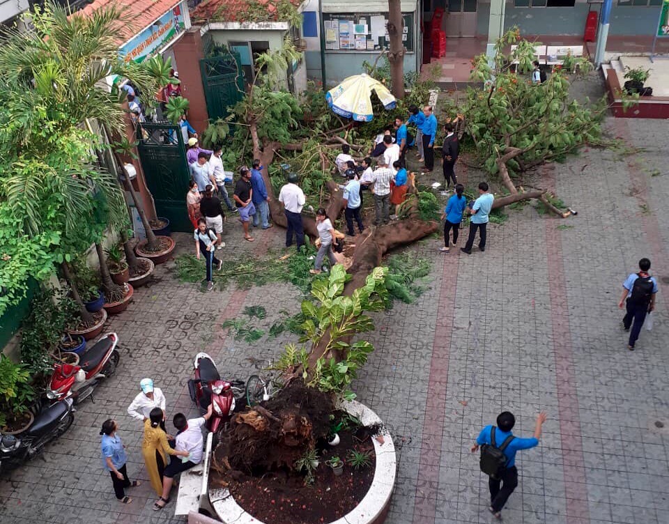 Vụ cây phượng đổ đè 13 học sinh: Phụ huynh rơi nước mắt ngóng con - 4 Vụ cây phượng đổ đè 13 học sinh: Phụ huynh rơi nước mắt ngóng con - 4