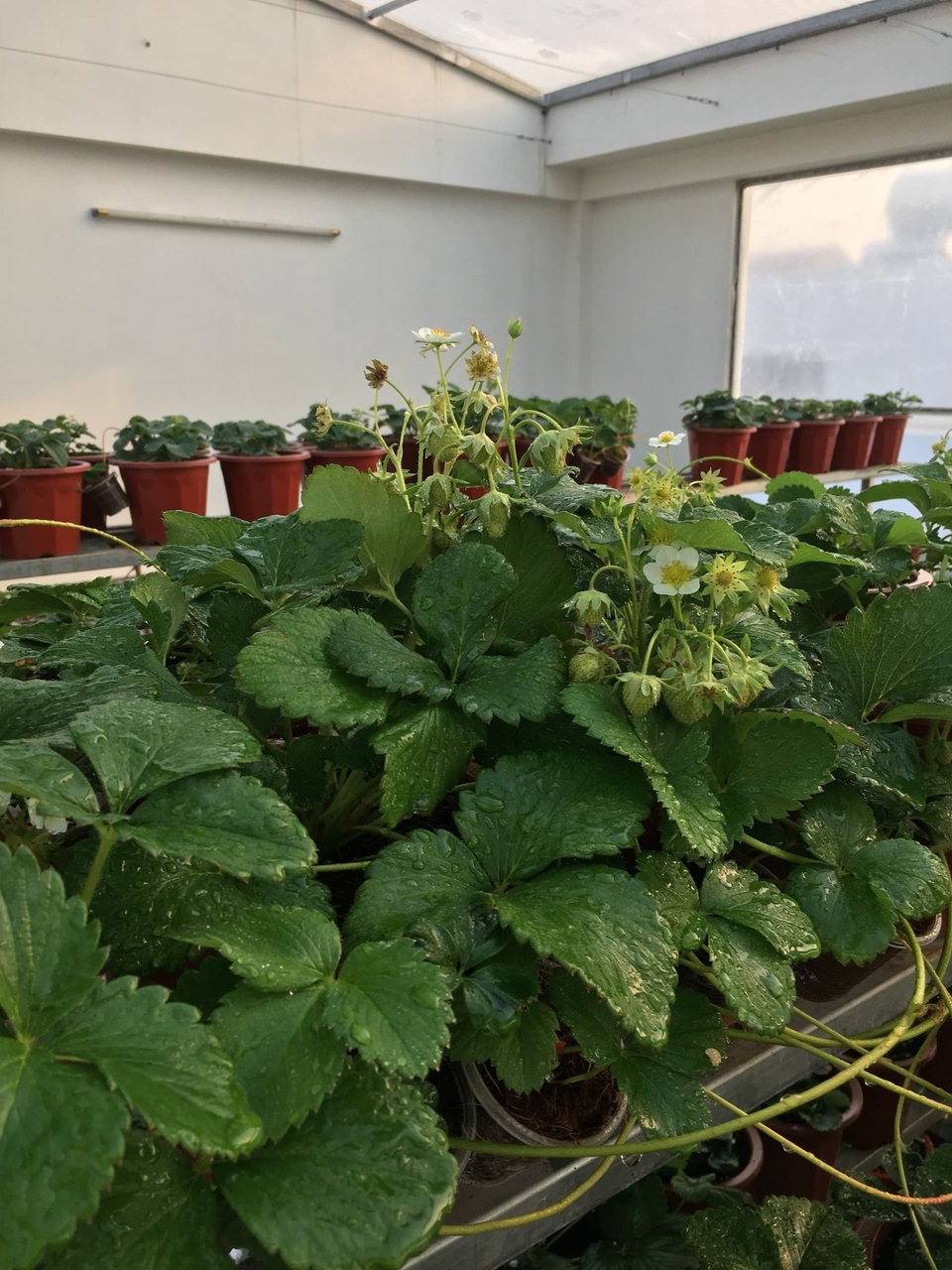 Mẹ đảm ở Vĩnh Phúc vác đất lên sân thượng, sau 2 năm có vườn dâu sai trĩu - 9