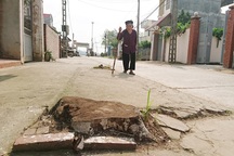 Vụ hàng loạt cây xanh bị chặt: Làm rõ trách nhiệm từng cá nhân!