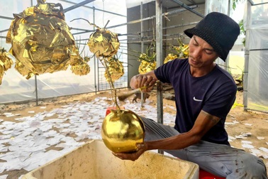 Cặp vợ chồng thu lãi lớn những ngày giáp Tết nhờ làm dừa dát vàng