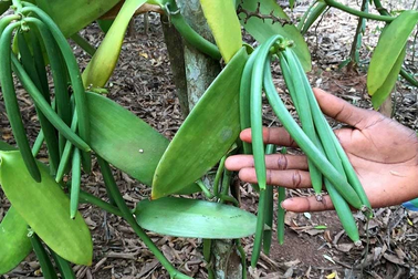 Thứ gia vị đắt đỏ thứ 2 trên thế giới, ở Việt Nam trồng thành công