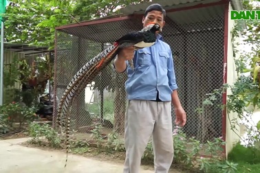 Chim trĩ bảy màu giá 10 triệu/cặp chơi tết Nguyên đán