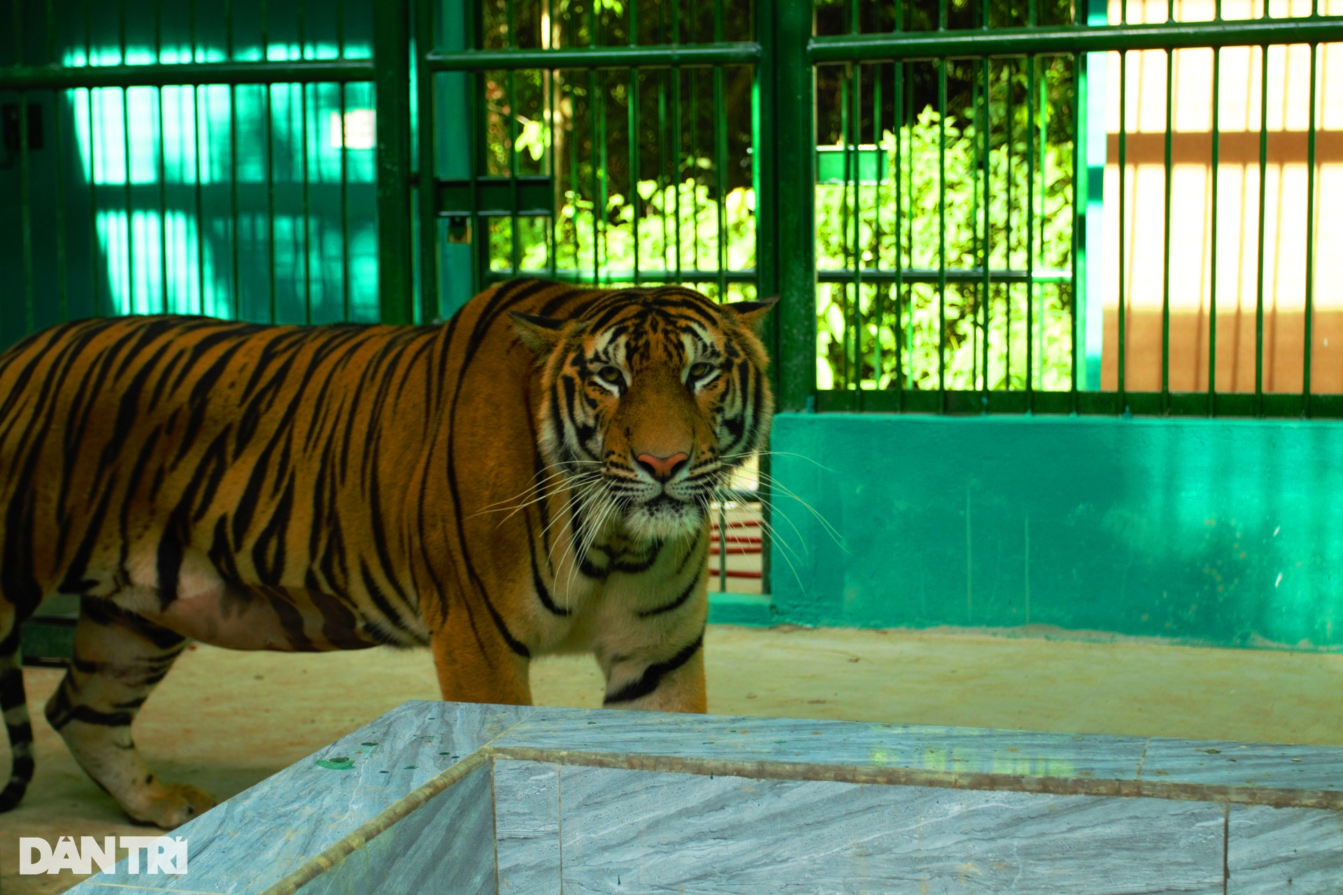 Indochinese tigers at Phong Nha-Ke Bang National Park