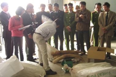 Bàn giao gần 300 ngà voi cho Bảo tàng Thiên nhiên Việt Nam