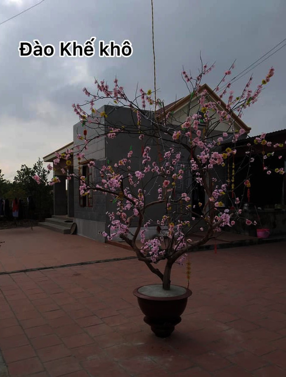 Cười bò với siêu phẩm hoa, cây cảnh Tết có một không hai thời Covid-19 - 4 Cười bò với siêu phẩm hoa, cây cảnh Tết có một không hai thời Covid-19 - 4