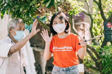 Nhãn Hưng Yên và một mùa thu hoạch thật khác