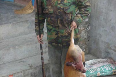 Lâm tặc bủa vây khu bảo tồn