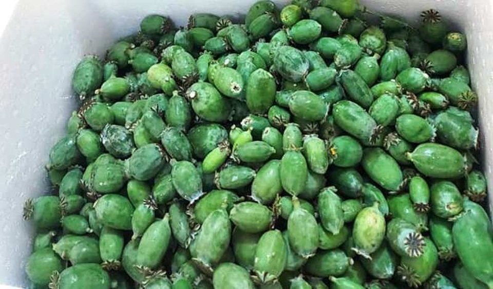 Mang hàng nghìn quả thuốc phiện tươi đi bán, hai đối tượng bị bắt giữ - 1 Mang hàng nghìn quả thuốc phiện tươi đi bán, hai đối tượng bị bắt giữ - 1