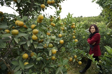 Quất Tứ Liên sẽ rất đẹp đón Tết