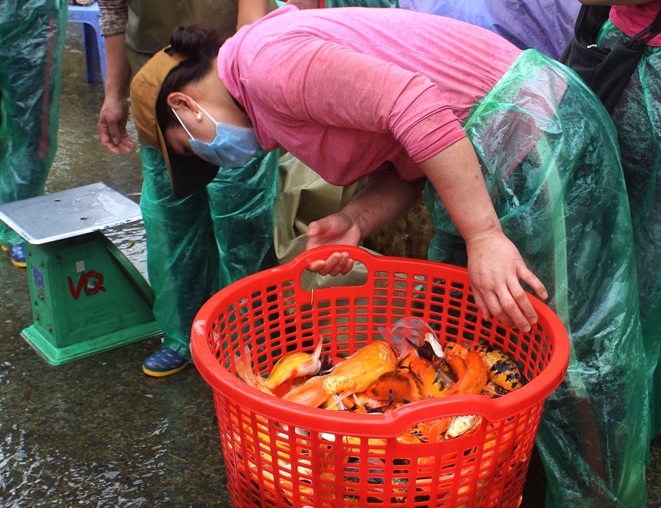 Hà Nội: Cá chép tiễn ông Công ông Táo cháy hàng, giá tăng phi mã - 13 Hà Nội: Cá chép tiễn ông Công ông Táo cháy hàng, giá tăng phi mã - 13