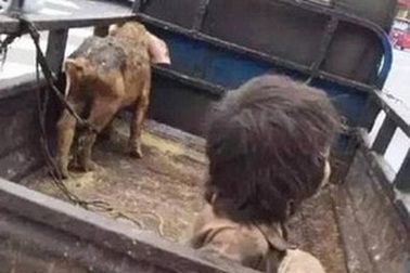 Xót thương cậu bé 7 tuổi phải sống nhiều năm trong chuồng lợn