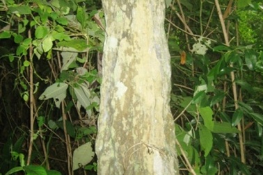 Một ngôi mộ nghi là mộ cổ có nguy cơ bị xóa sổ