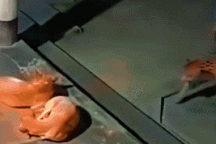 Hình ảnh động vật nổi bật: Báo hoa mai âm thầm tiếp cận, cắn chết chó nhà