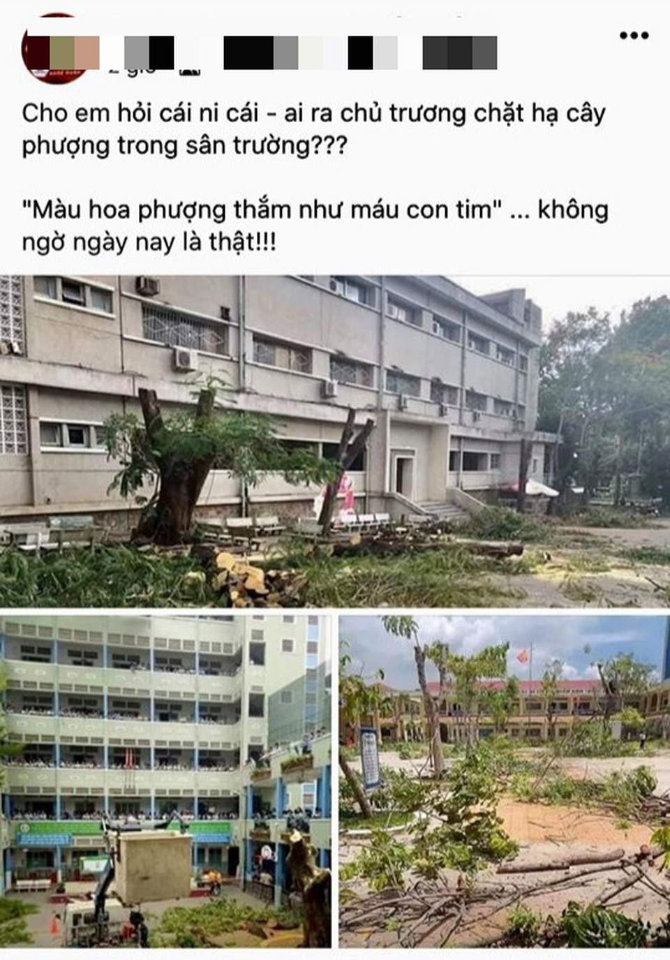 Cộng đồng mạng khóc thương phượng bị triệt hạ - 3 Cộng đồng mạng khóc thương phượng bị triệt hạ - 3