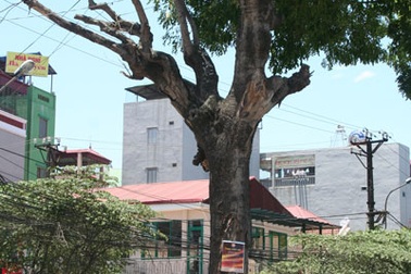 Xác cây khô “hù dọa” người đi đường