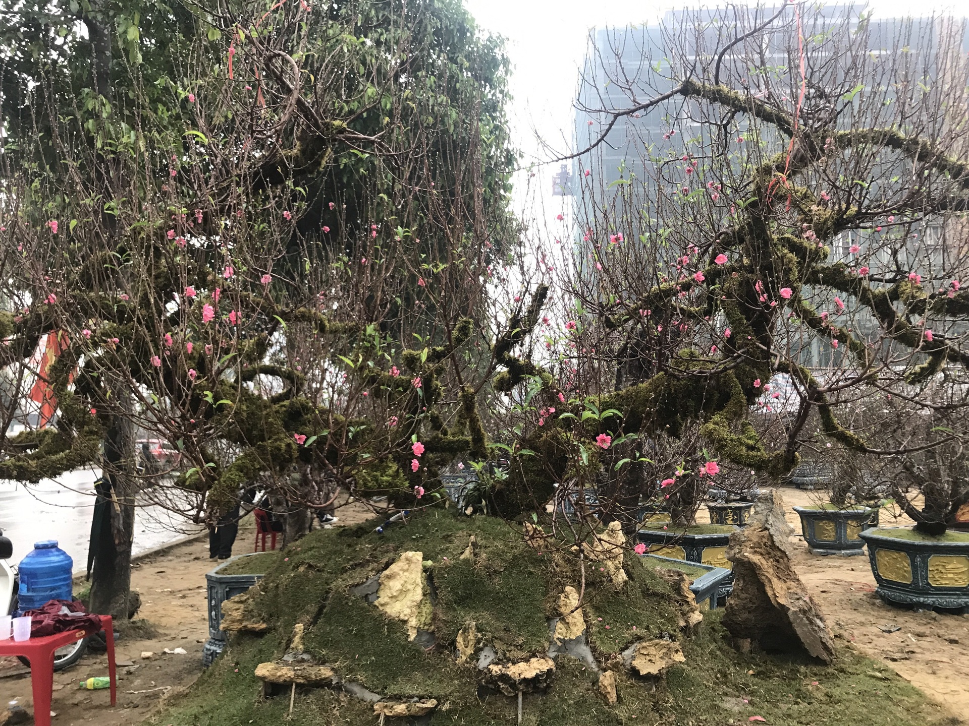 Đào Nhật Tân thế rồng bay phủ rong rêu cổ kính độc lạ giá trăm triệu đồng - 4 Đào Nhật Tân thế rồng bay phủ rong rêu cổ kính độc lạ giá trăm triệu đồng - 4