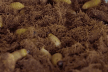 Đàn sâu béo múp bò lúc nhúc thành đặc sản trên bàn tiệc