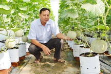 Trồng dưa lưới công nghệ Israel ở Sóc Trăng