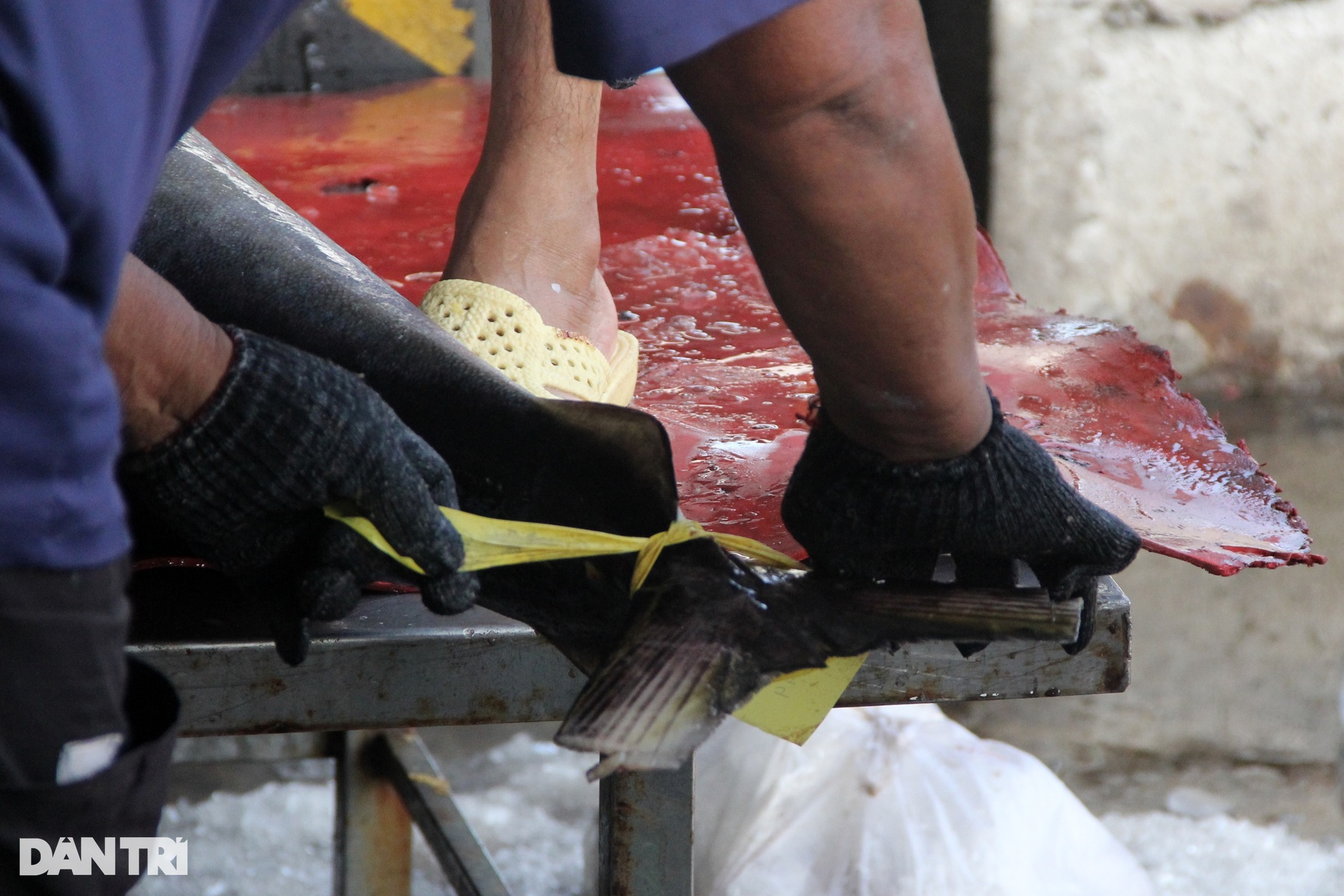 During the Tet holiday, fishermen caught a catch of ocean tuna, earning hundreds of millions of dong - 8