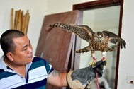 Bộ sưu tập chim săn giá 300 triệu của dân chơi Hà Nội