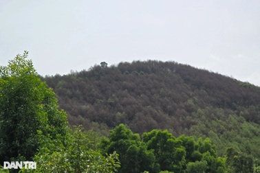 Hơn 750ha rừng thông ở Nghệ An bị sâu róm ăn trụi lá