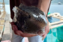 Vụ con cá 0,5kg "chém" gần 1,8 triệu đồng: Chủ tịch Khánh Hòa chỉ đạo khẩn